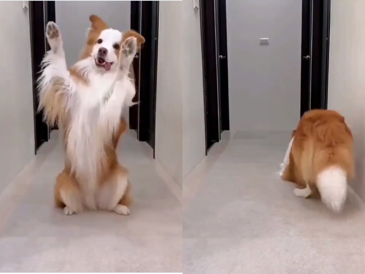 a Cat Training Its Owner